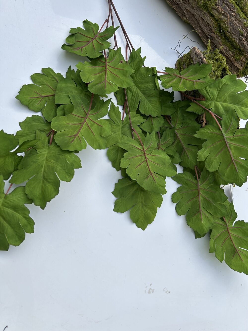 Гілка дуба зелена