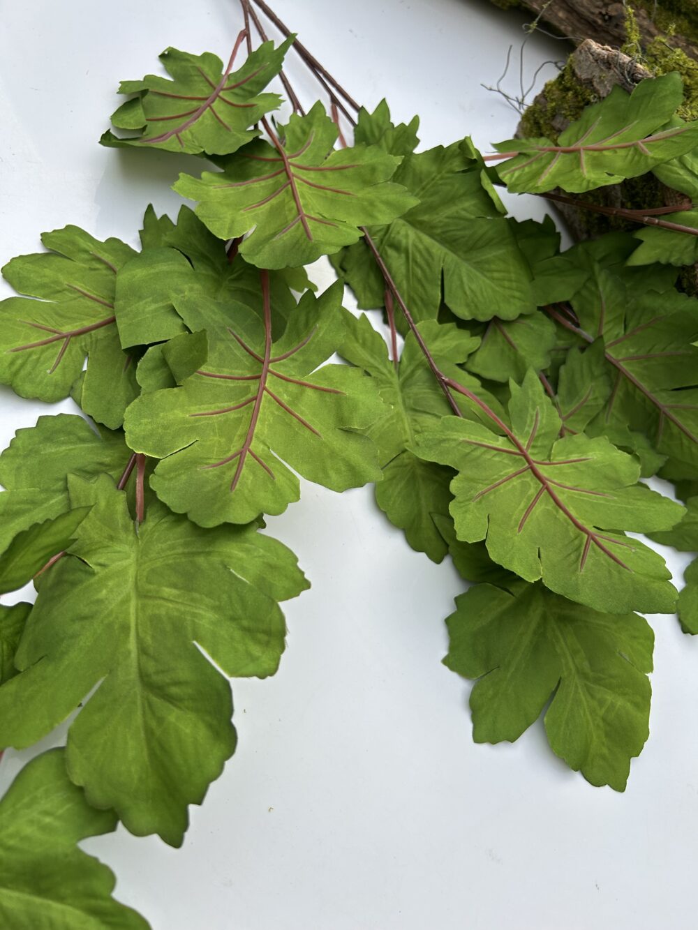 Гілка дуба зелена - Зображення 3