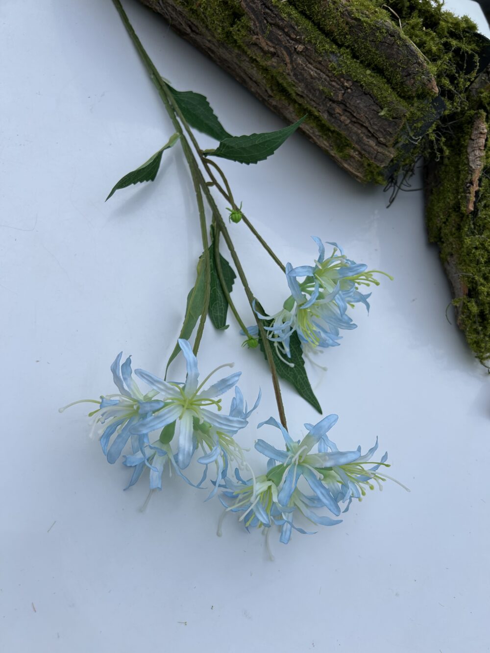 Гілка лікоріса голуба