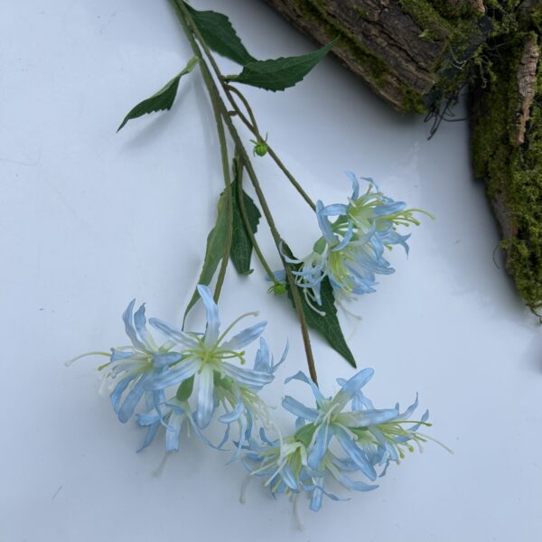 Гілка лікоріса голуба