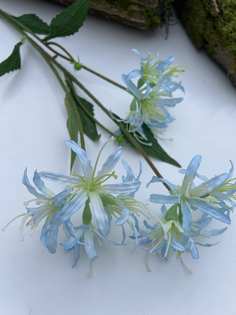 Гілка лікоріса голуба - Зображення 2