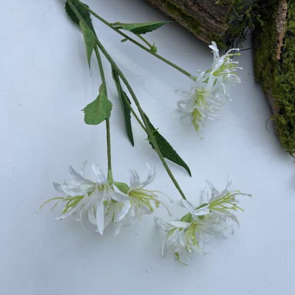 Гілка лікоріса білий