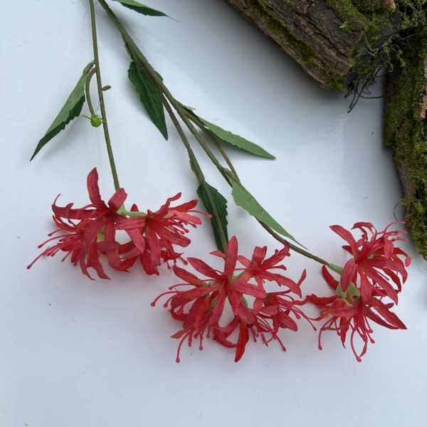 Гілка лікоріса червона