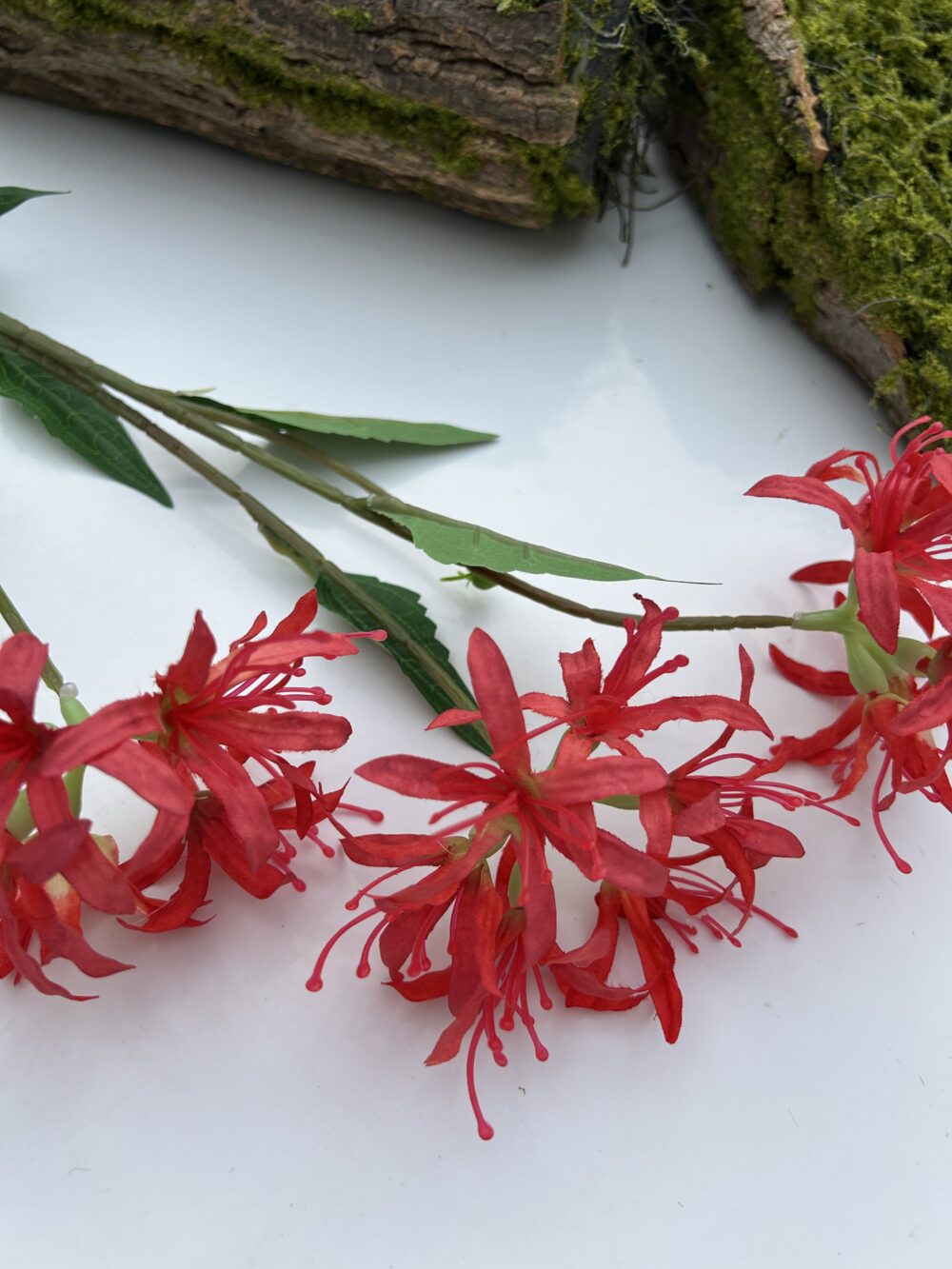 Гілка лікоріса червона - Зображення 2