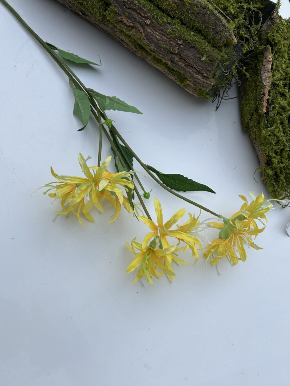 Гілка лікоріса жовта
