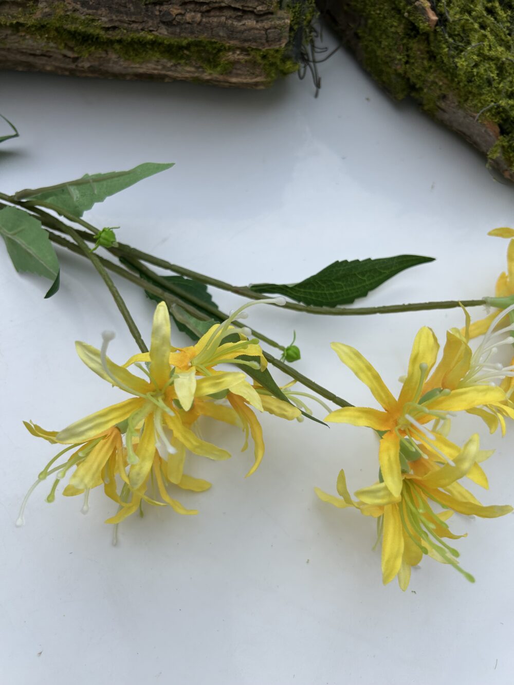 Гілка лікоріса жовта - Зображення 2
