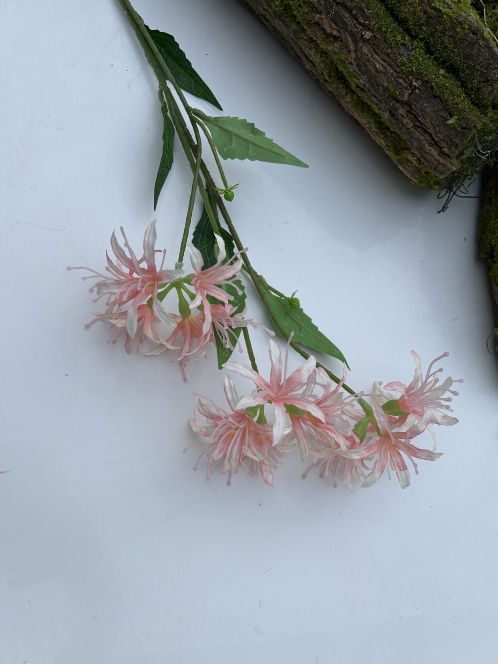 Гілка лікоріса рожева