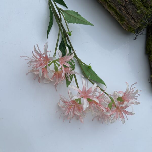 Гілка лікоріса рожева