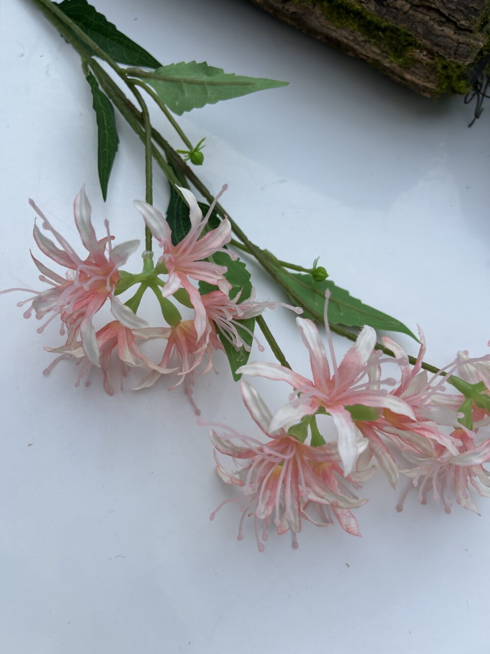 Гілка лікоріса рожева - Зображення 2