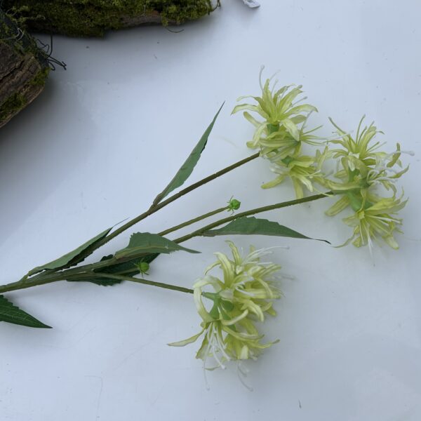 Гілка лікоріса зелена