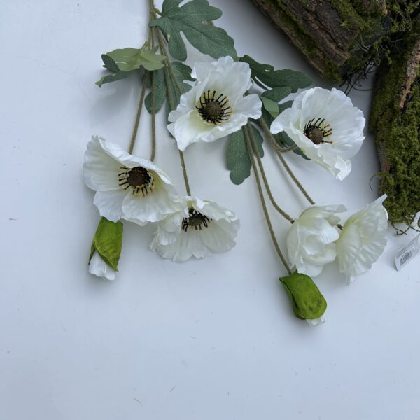 Анемон білий