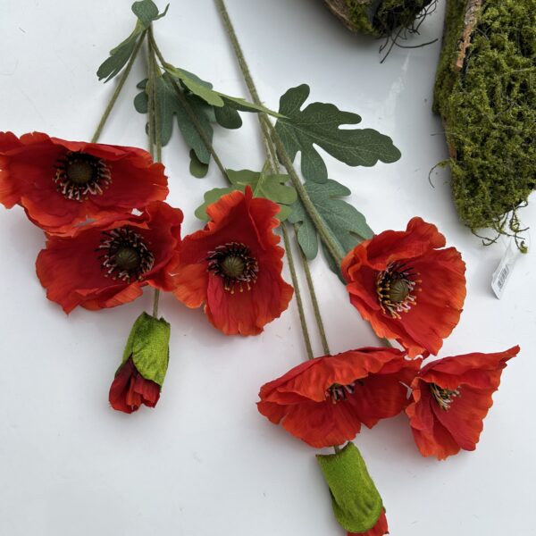 Польовий мак червоний