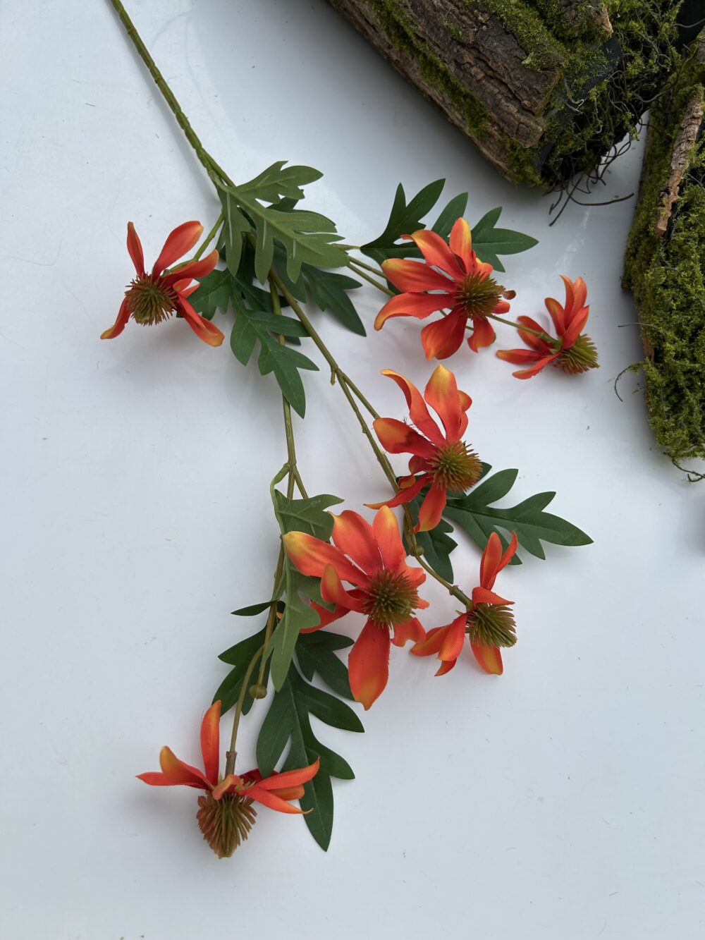 Ехінацея помаранчева