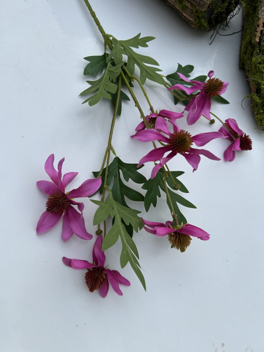 Ехінацея рожева