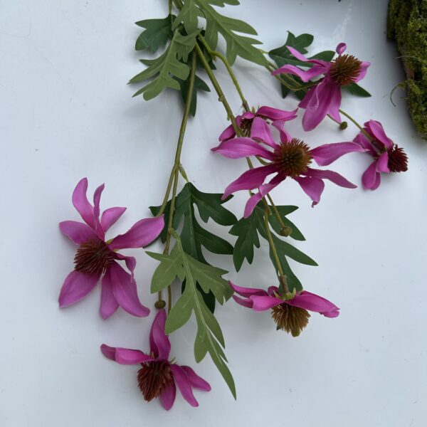 Ехінацея рожева