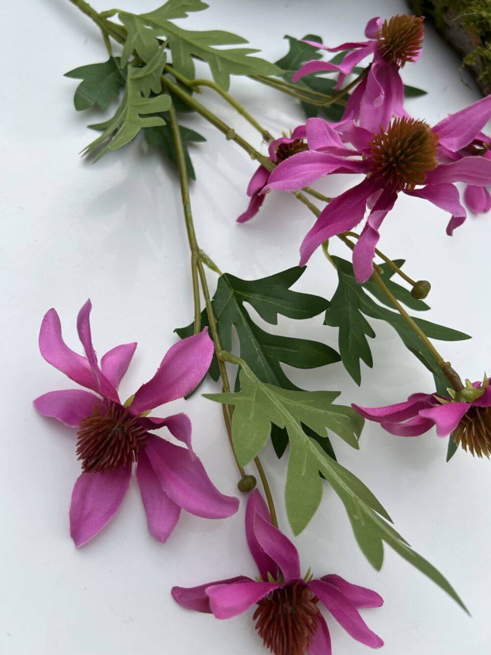 Ехінацея рожева - Зображення 2