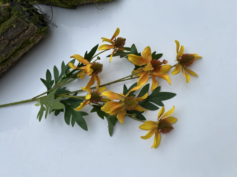 Ехінацея жовта