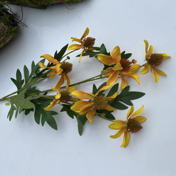 Ехінацея жовта