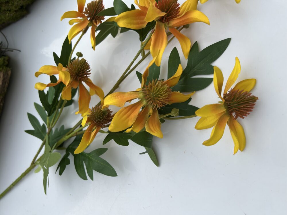 Ехінацея жовта - Зображення 2