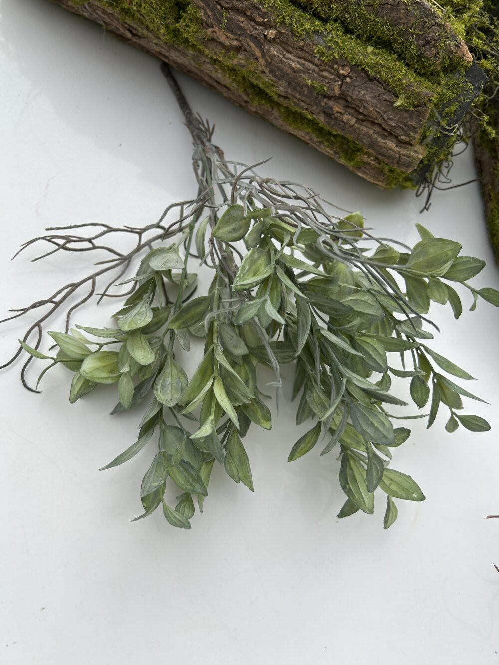 Рускус букетний зелений