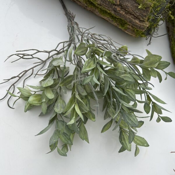 Рускус букетний зелений