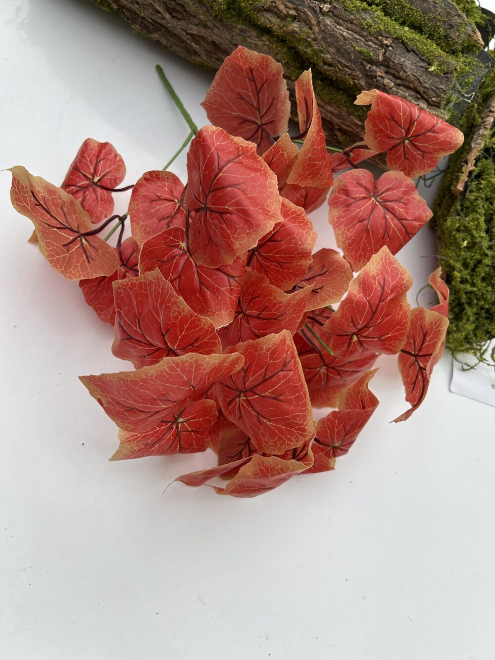 Кущ бегонії червоний