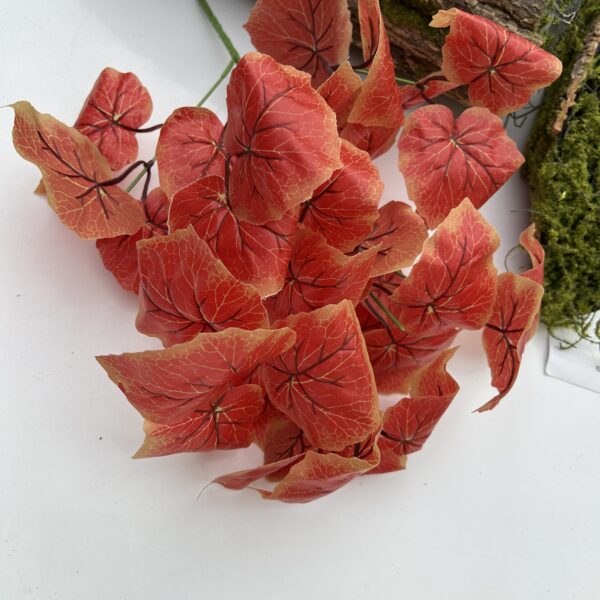 Кущ бегонії червоний