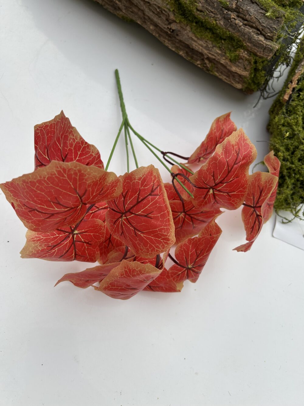 Кущ бегонії червоний - Зображення 3