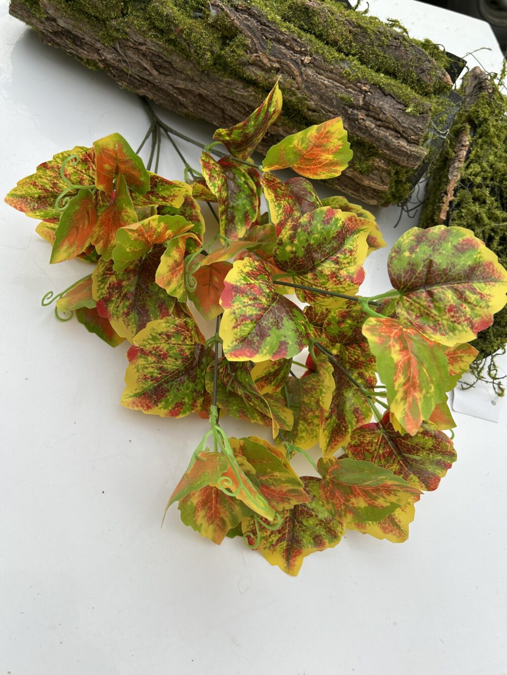 Кущ бегонії  жовтий