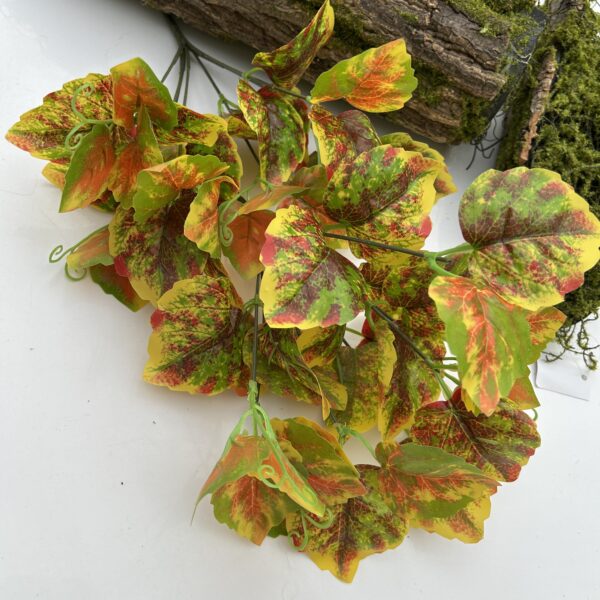 Кущ бегонії  жовтий