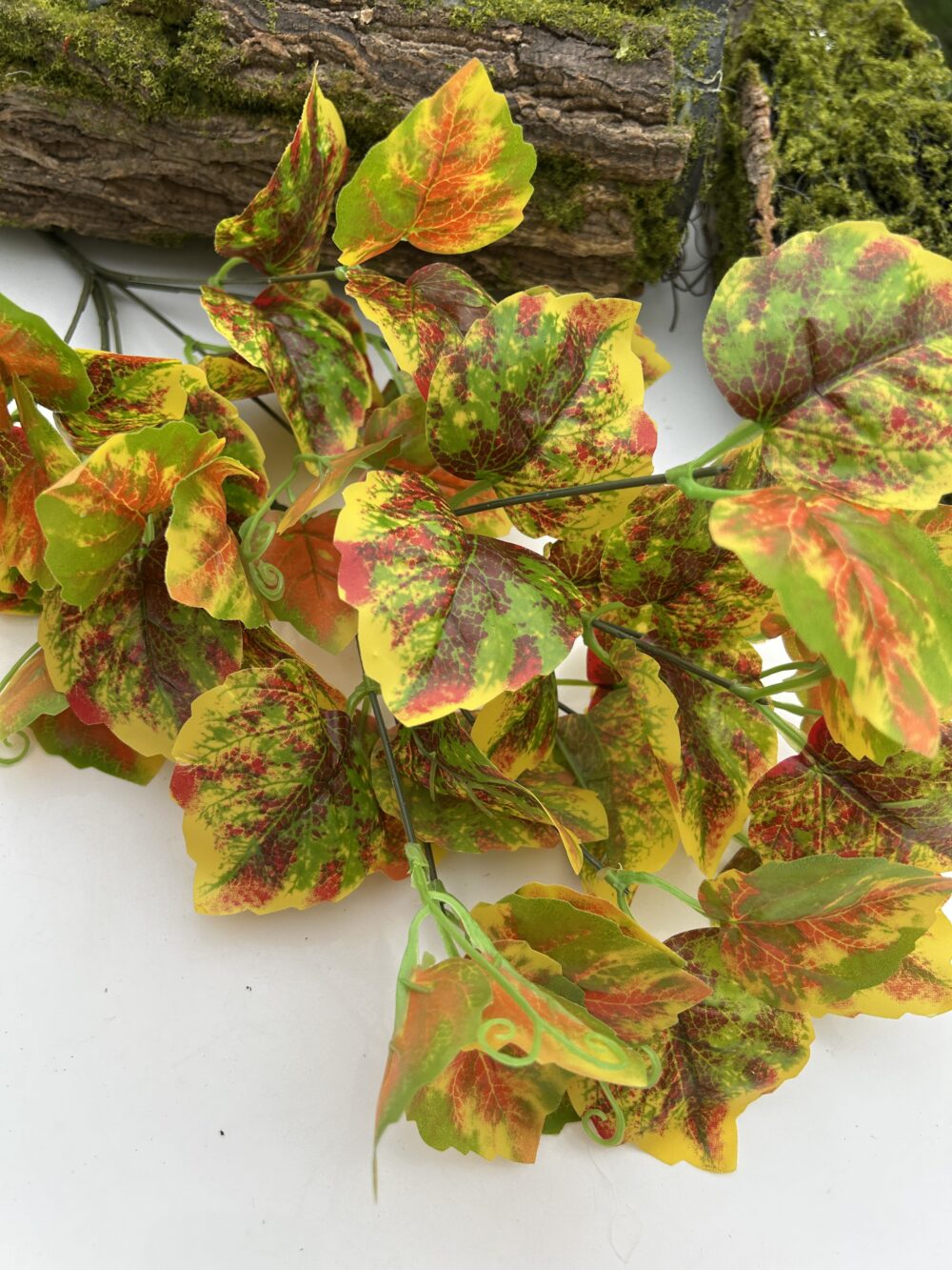 Кущ бегонії  жовтий - Зображення 2