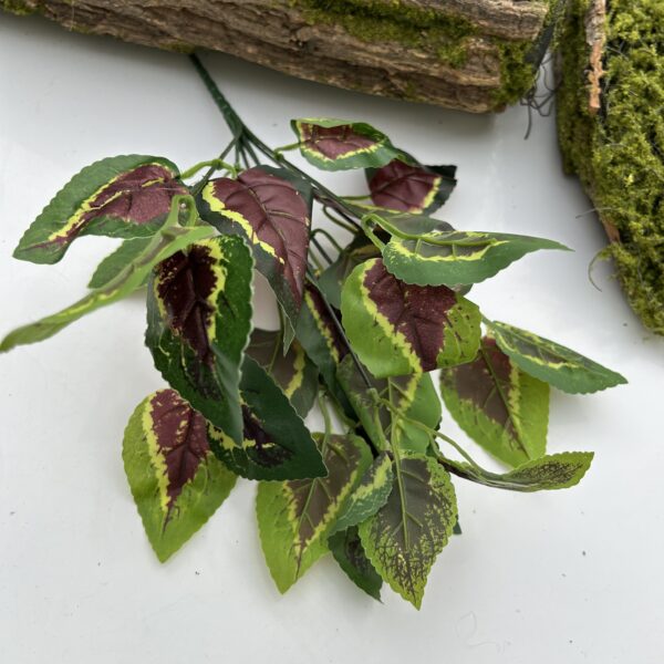 Кущ бегонії  мікс