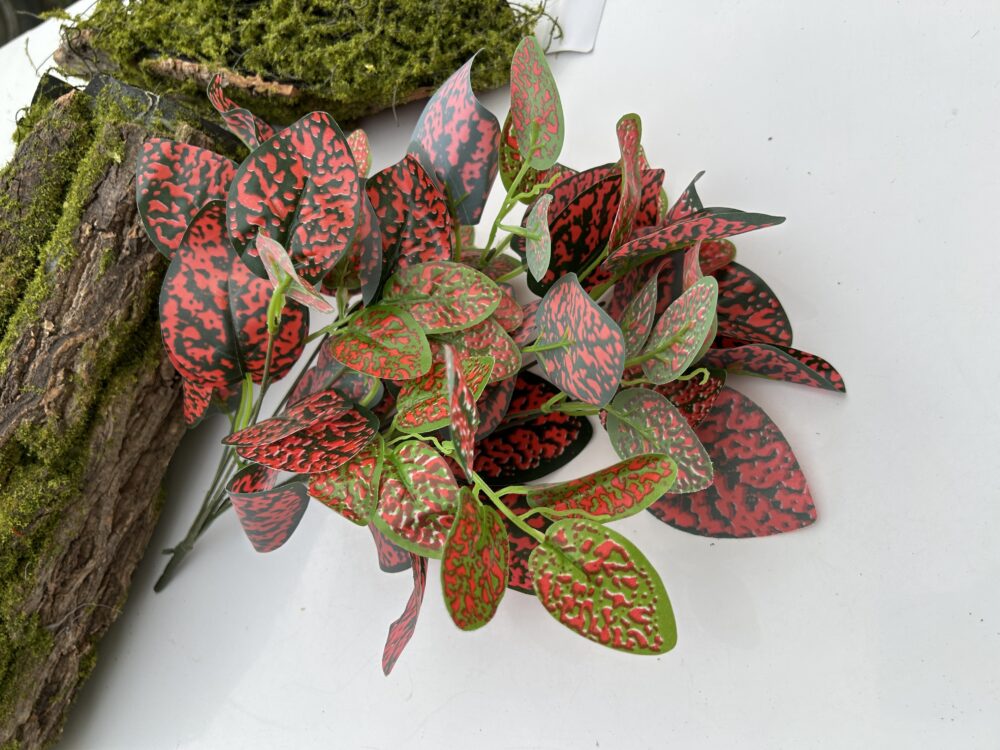 Кущ бегонії  мікс 2