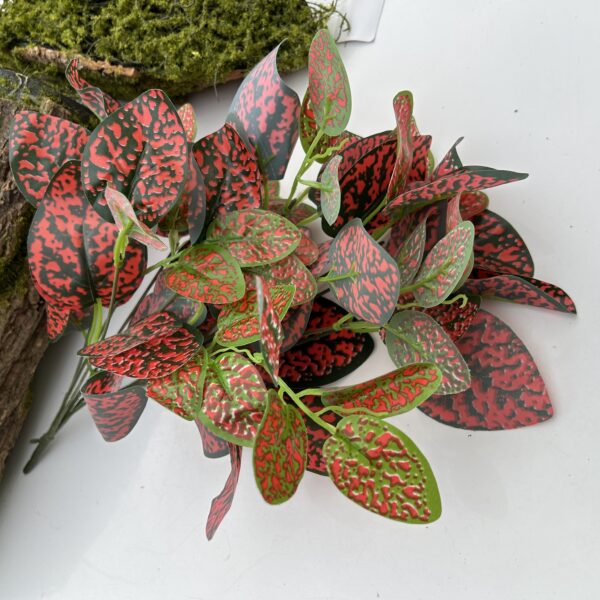 Кущ бегонії  мікс 2