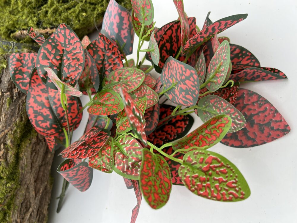 Кущ бегонії  мікс 2 - Зображення 2