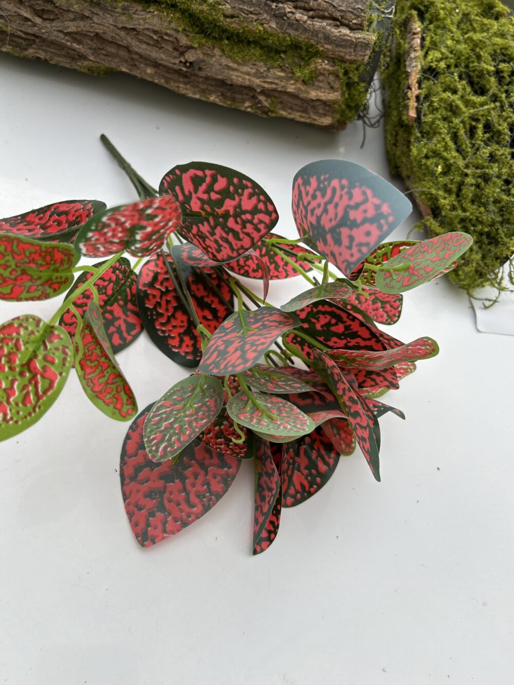 Кущ бегонії  мікс 2 - Зображення 3