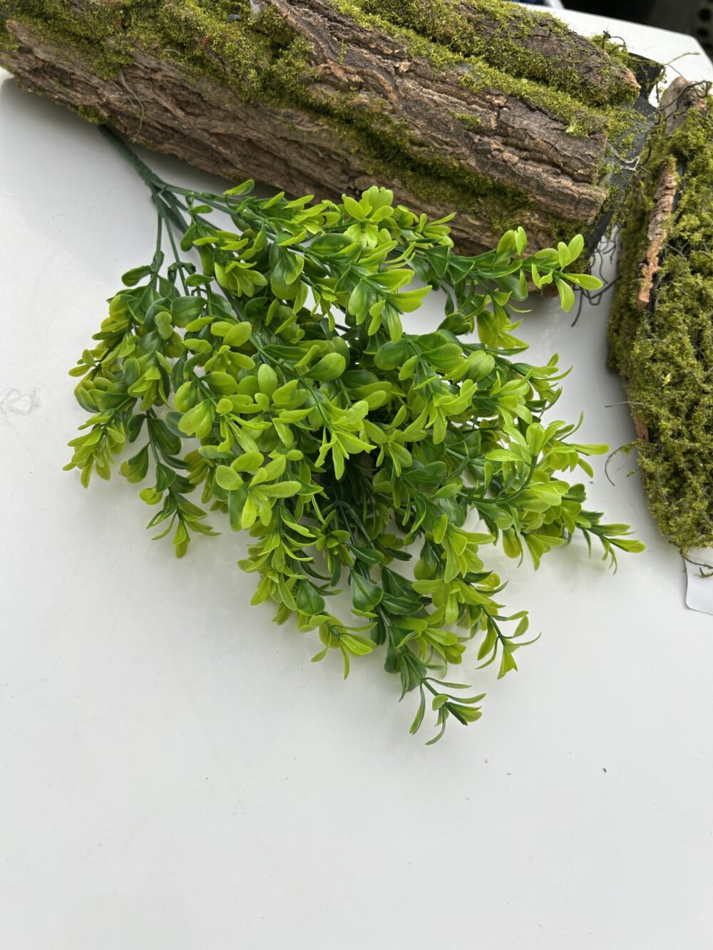 Кущ самшиту