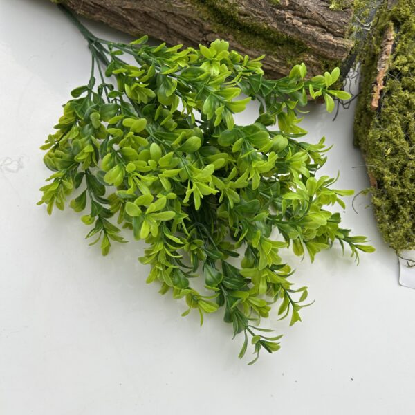 Кущ самшиту