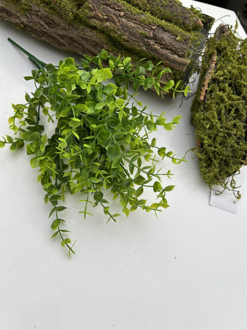 Кущ самшиту зелений