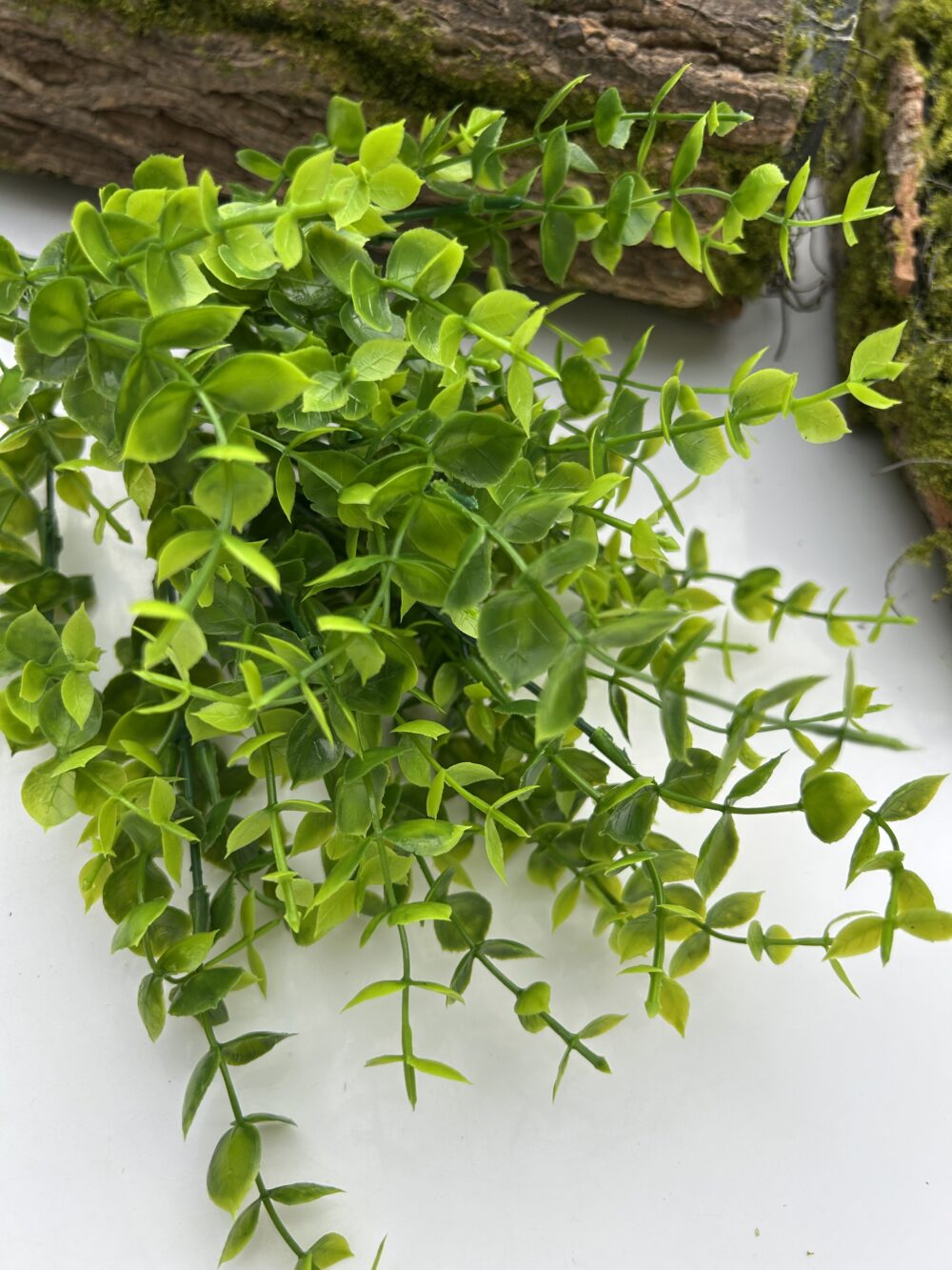 Кущ самшиту зелений - Зображення 3