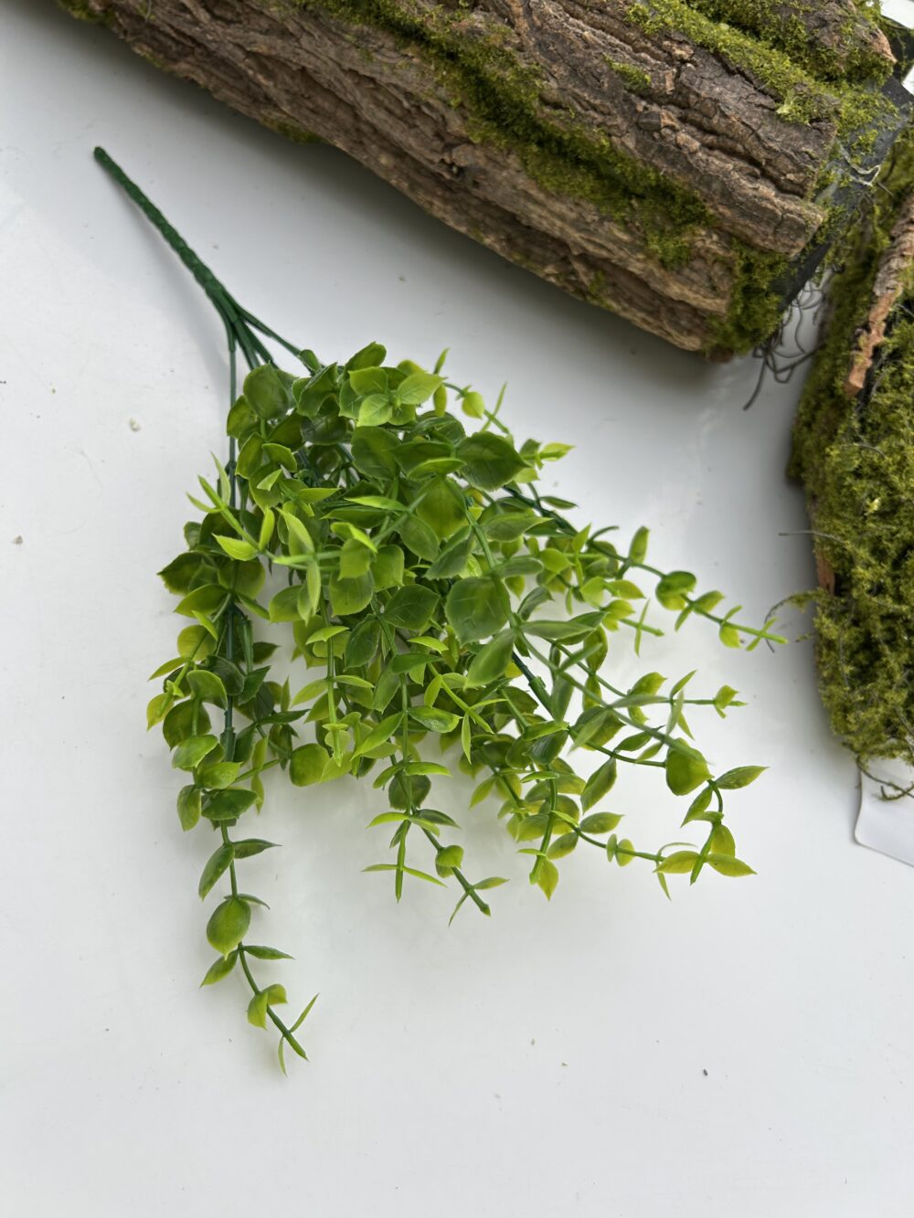 Кущ самшиту зелений - Зображення 2