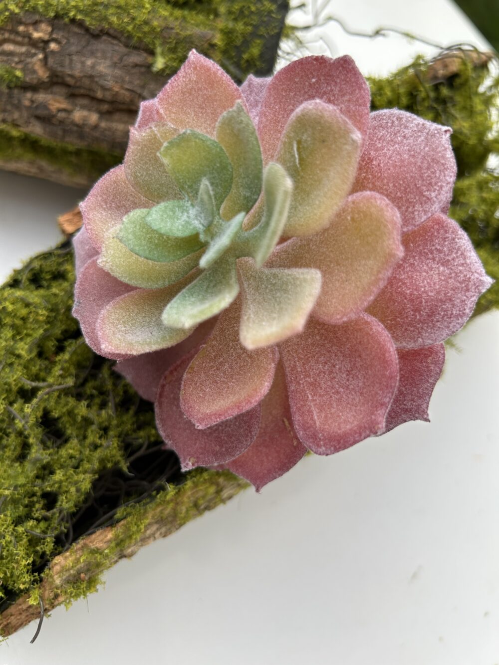 Сукелент 1 - Зображення 2