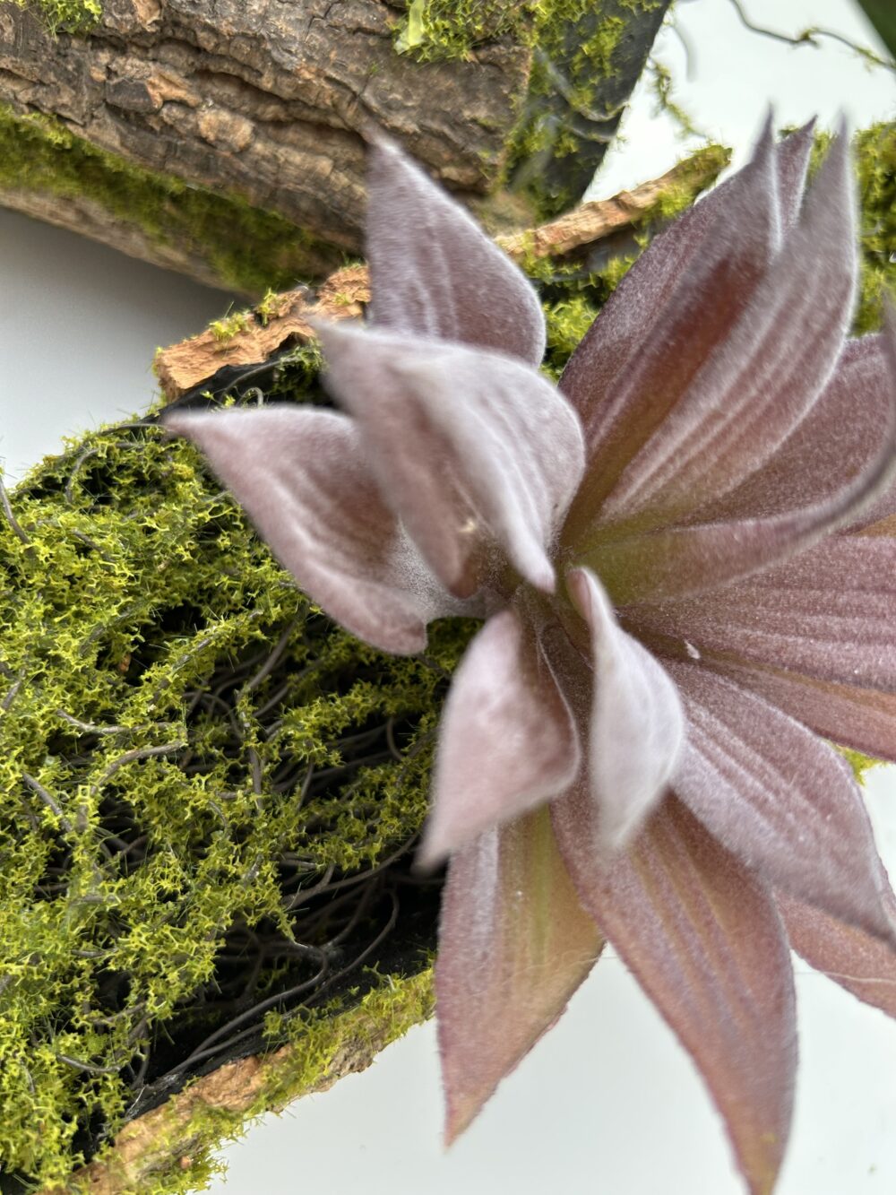 Сукулент 2 - Зображення 2