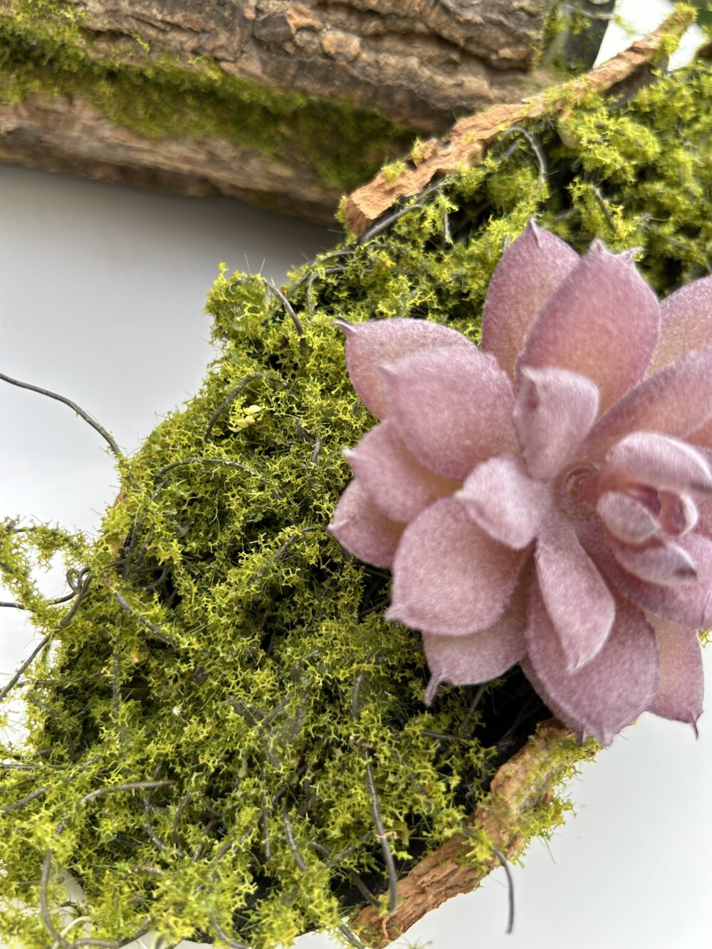 Сукулент 3 - Зображення 2