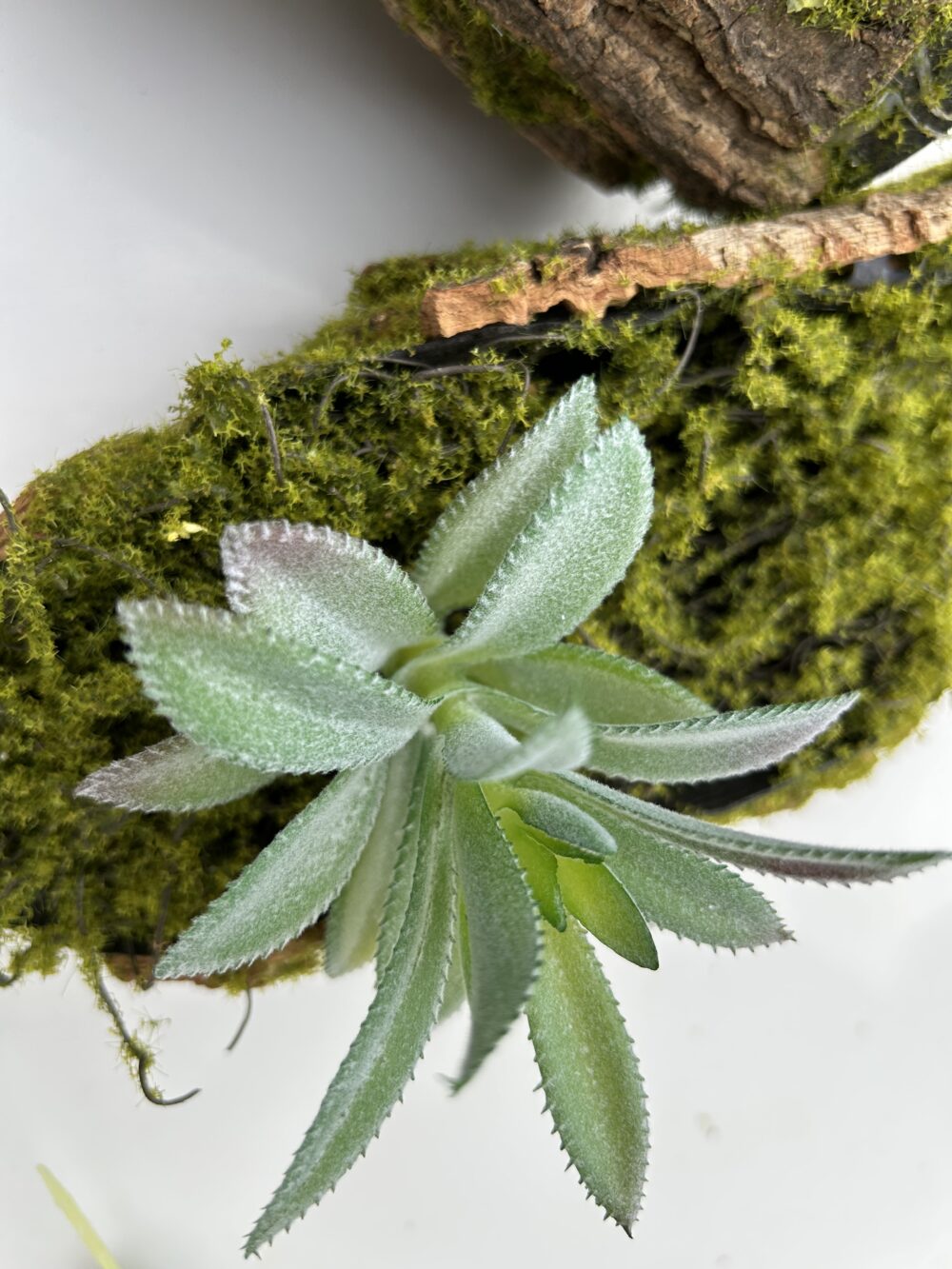 Сукулент 4 - Зображення 2