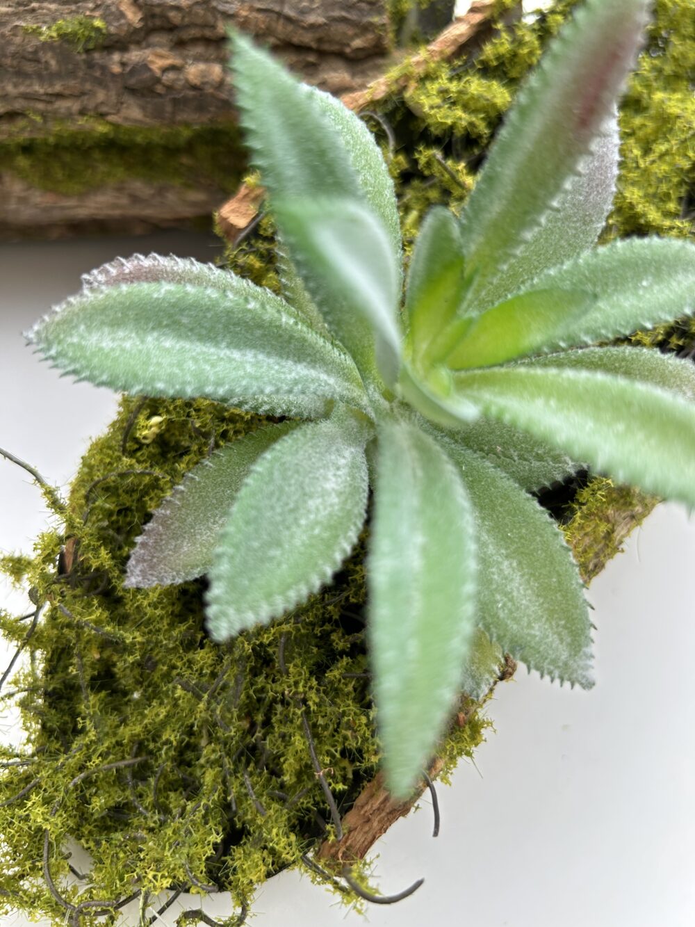 Сукулент 4 - Зображення 3