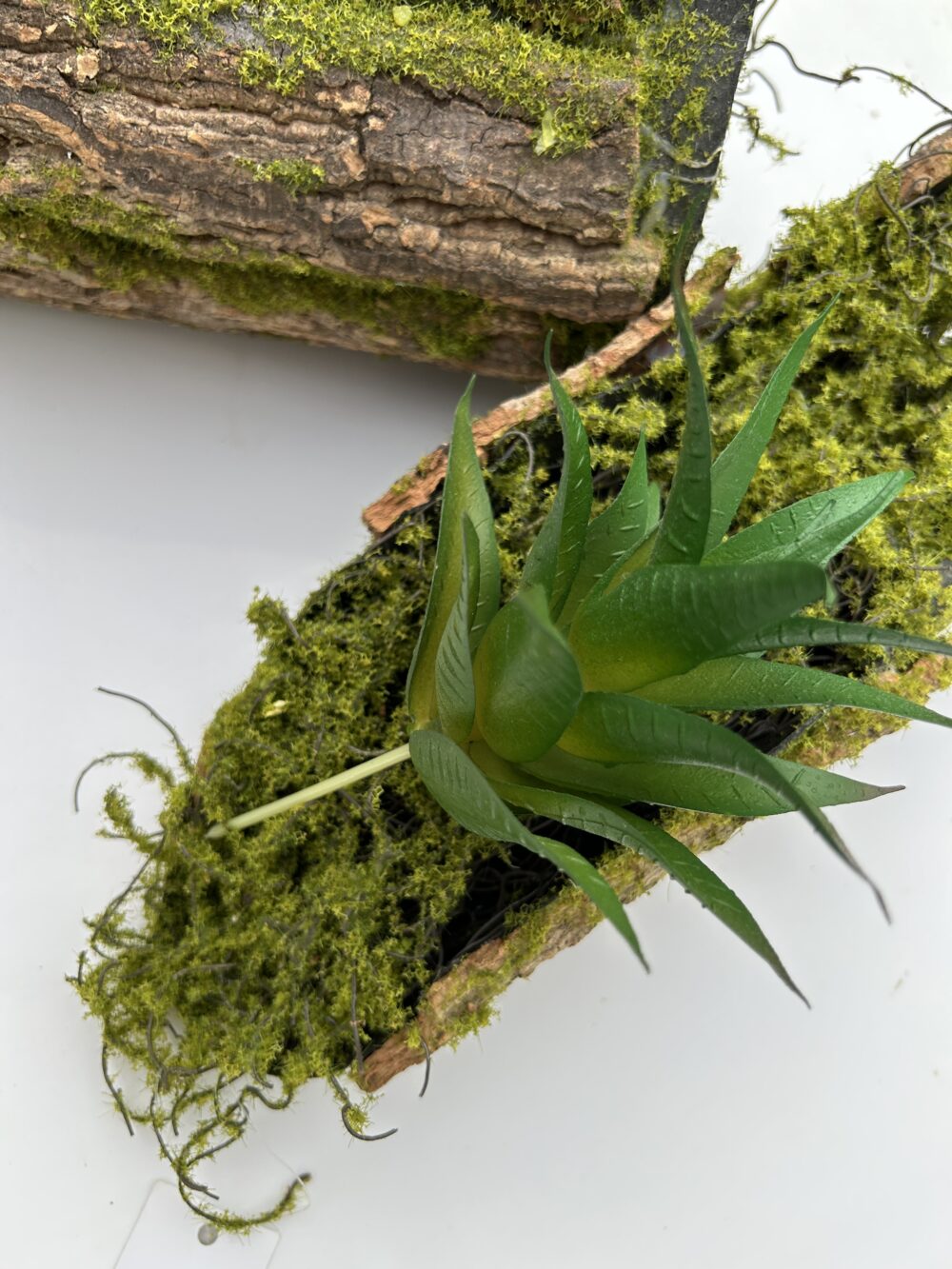 Сукулент 5 - Зображення 2