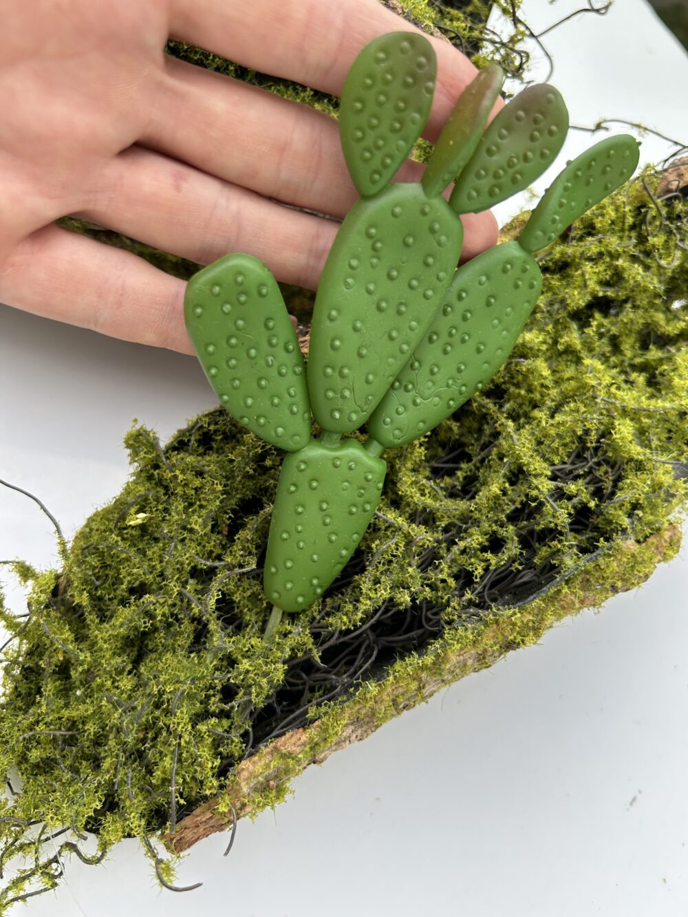 Сукулент 6 - Зображення 2