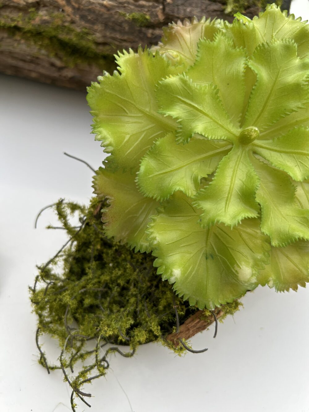 Сукулент 7 - Зображення 2