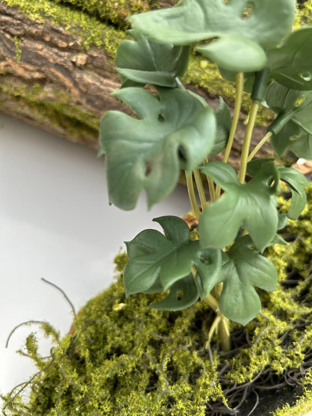 Сукулент 8 - Зображення 2